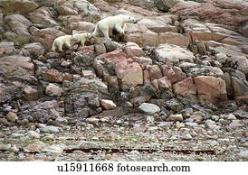 Polar bear and cubs (Ursus maritimus), Ukkusiksalik National Park, Wager Bay, Nunavut, Canada