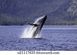 クジラ, シラミ, そして, フジツボ, 上に, グレーの鯨 ...