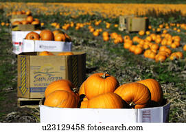 Pumpkins in boxes in a large field of pumpkins in the Saanich Peninsula in Victoria, British Columbia, Canada