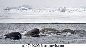Pod of Narwhal, Monodon monoceros, Arctic Bay, Nunavut, Canada