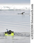 Snorkeler approaching Narwhal, Monodon monoceros, Nunavut, Canada
