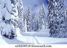 雪 樹 山 瑞士 Vaud Jura 山 歐洲 獨特 雪被蓋 常綠植物 森林 在 The 冬天 在 The Jura 山 影像 U Fotosearch