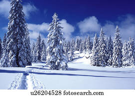 雪 樹 山 瑞士 Vaud Jura 山 歐洲 獨特 雪被蓋 常綠植物 森林 在 The 冬天 在 The Jura 山 影像 U Fotosearch