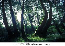 hoh, nacional, primeiro, washington, floresta amazônica, península olímpica, wa