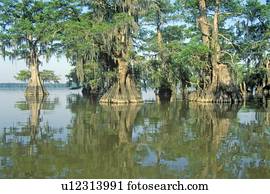 Cypress Trees in the Bayou, Lake Fausse Pointe State Park