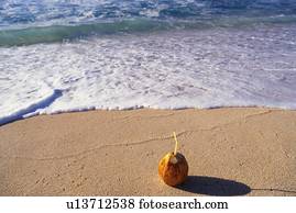 A Coconut and Lapping Waves, High Angle View