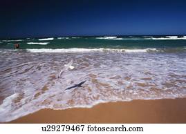 A Flying Sea Gull and the Waves Lapping at the Beach