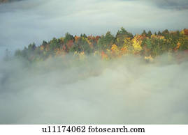 Autumn Trees in the Mist