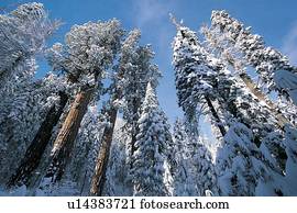 Snow in Sequoia National Park