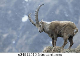 Alpine Ibex on mountain spur