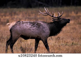 Geweih, elch, geweih, elch, kuh, elche, hochwild, alberta Stock