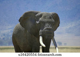 elefante