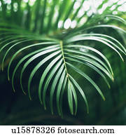 Detail of tropical leaves