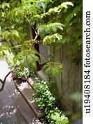 foliage, e, abertos, entrada