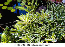 Tropical Plant life and Pond with Lily Pads