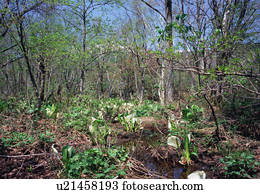 asiático, repolho gambá