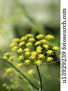 Yellow cluster bloom on plant