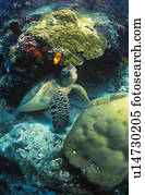 Sea turtle