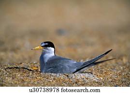 Least Tern on beach
