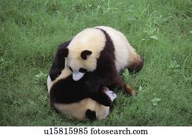 panda gigante, ursos