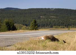 Dead animal on side of road