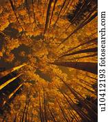 Looking up at autumn tree tops