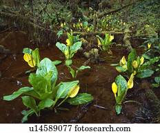 repolho gambá, crescendo, em, floresta tropical