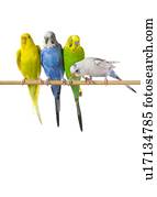 budgie, pássaros, ligado, um, poleiro