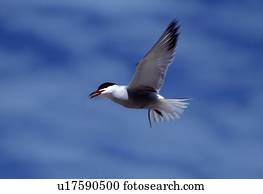 Common tern in flight