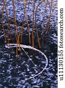 gramas, em, congelado, pântano