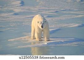 Polar bear on ice Polar bear on ice
