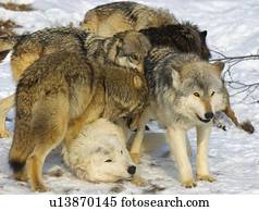 Wolf pack interaction