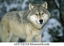 Gray wolf