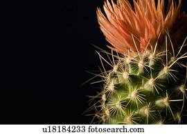 Kaktusblüte