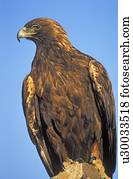 águia dourada, ligado, rocha