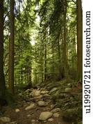 árvores, em, um, floresta amazônica