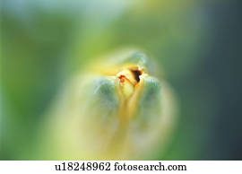 um, broto flor, abre