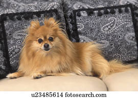 um, cachorro pequeno