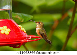 um, hummingbird