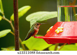 um, hummingbird