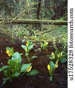 repolho gambá, crescendo, ao longo, borda, de, floresta tropical