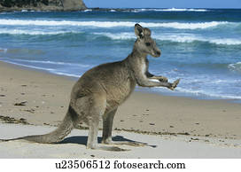 canguru, ligado, praia