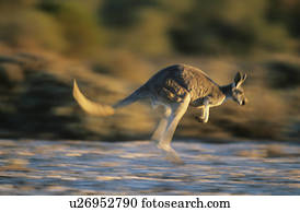 canguru, pular, através, deserto