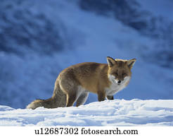 raposa, ligado, neve