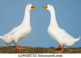 geese blue facing against each two other side background