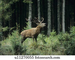 veado, veado, em, floresta