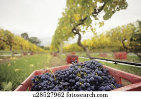 Black grapes in crate at vineyard Yarra Valley Victoria Australia