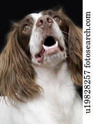Springer Spaniel Images | Our Top 1000+ Springer Spaniel ...