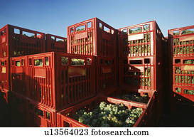 Plastic crates filled with harvested Chardonnay wine grapes Yarra Valley Victoria Australia