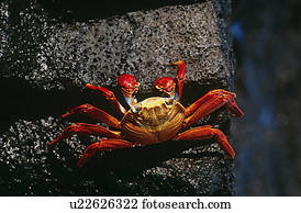 Ecuador Galapagos Islands Sally Lightfoot Crab on rock view from above